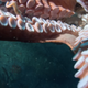 Illustration for article titled What it looks like when an octopus decides to steal your camera.